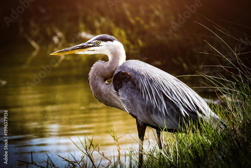 great blue heron