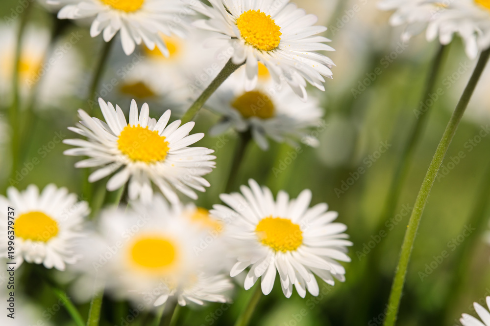 Fototapeta premium Common Daisies Blooming in Soft Green Meadow Light