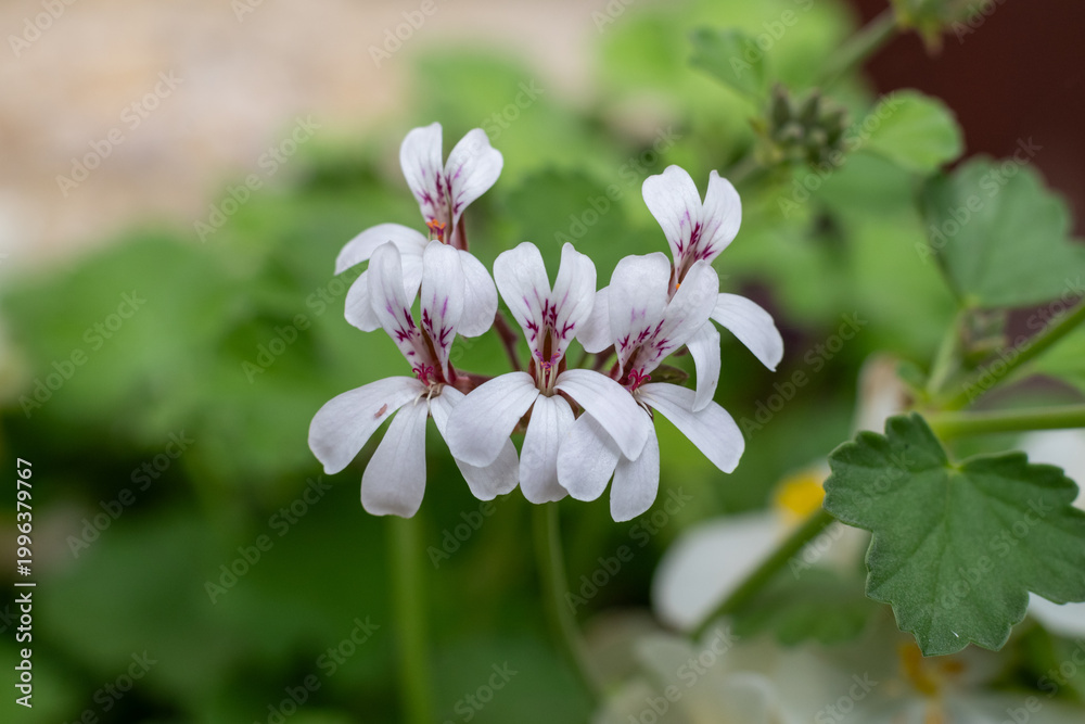 Fototapeta premium Ivy leaved pelargonium (pelargonium peltatum) flowers in bloom