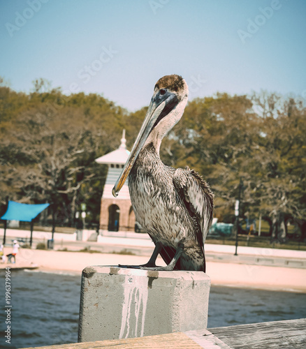 pelican on the pier