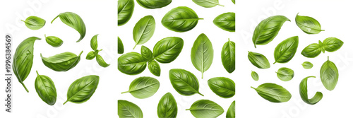Fresh Green Basil Leaves PNG Set Isolated on White Background for Cooking Spices, Healthy Herb, Italian Cuisine, Realistic Botanical Plant Texture Graphic Design Assets.