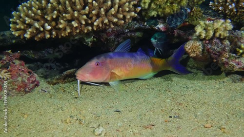 underwater scene featuring a brightly colored goatfish with prominent barbels actively foraging for food on the sandy seabed.