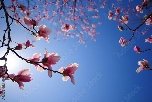 Beautiful pink magnolia flowers blooming against clear blue sky with sunshine