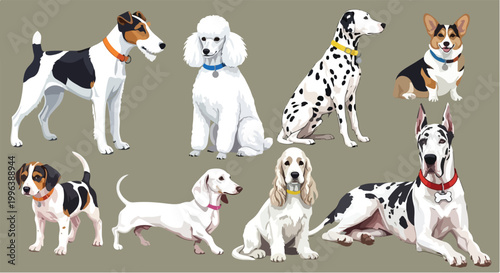 A cute group of purebred puppies and dogs, including a brown bulldog and white chihuahua, are sitting isolated on a white background in a studio setting