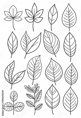 Black and White Leaf Illustrations