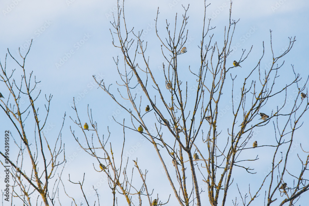 Obraz premium Wild birds perching on bare tree branches