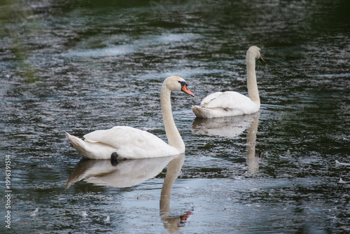 White swans swimming in natural habitat water