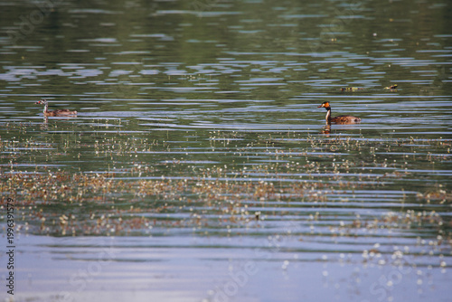 Great crested grebe adults swimming in water habitat