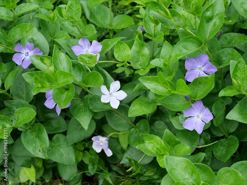 Periwinkle Flowers (Vinca minor) Growing in Rural Rice Field Edge, Akita Japan in Late May