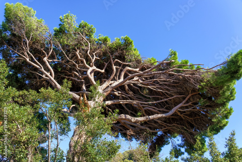  Unique leaning pine tree with sprawling branches against a clear blue sky in a natural outdoor setting