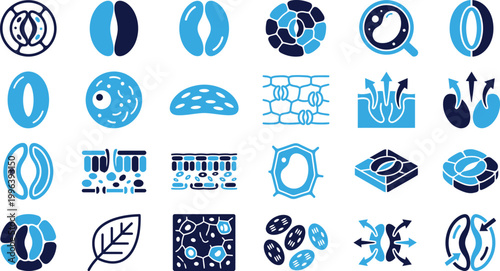 Plant biology icons stomata leaf cells photosynthesis and water transport in botanical science.