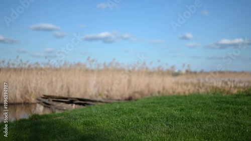 A Happy Little Girl Walks With Her Beloved Plush Toy Along a Green Grassy Bank, Enjoying a Beautiful Sunny Day by the Water With Reeds in the Background