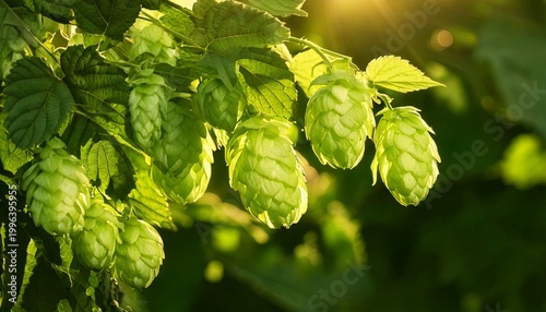 lush green hops cones and leaves in sunlight