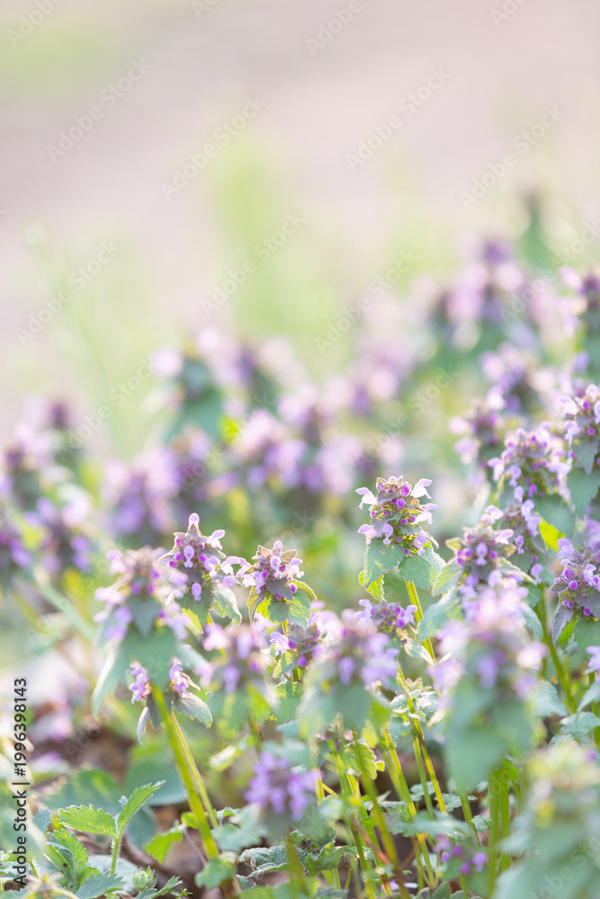 Obraz premium purple dead nettle flowers in the garden