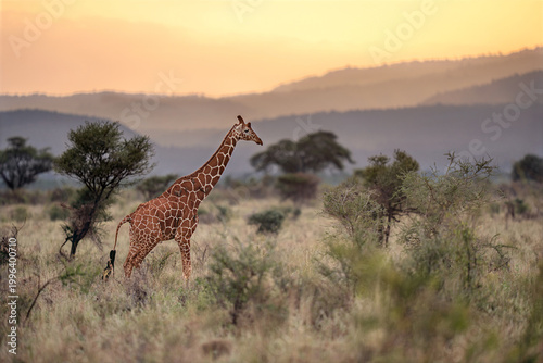 Reticulated giraffe (Giraffa reticulata) during beautiful colorful sunset in Meru national park, Kenya
