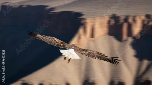 Eagle soaring in flight over a landscape
