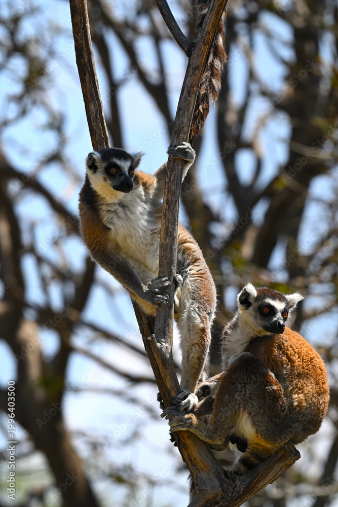 Fototapeta premium Arboreal behavior of a pair of ring-tailed lemurs in a wooded environment
