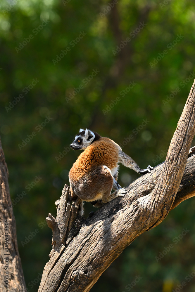 Fototapeta premium Close-up of a lemur (Lemur catta) looking back on a log