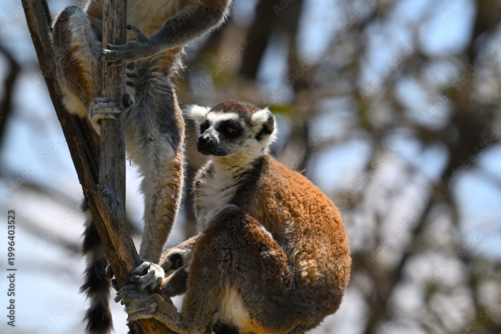 Fototapeta premium Exotic wildlife. Ring-tailed lemur during daytime activity