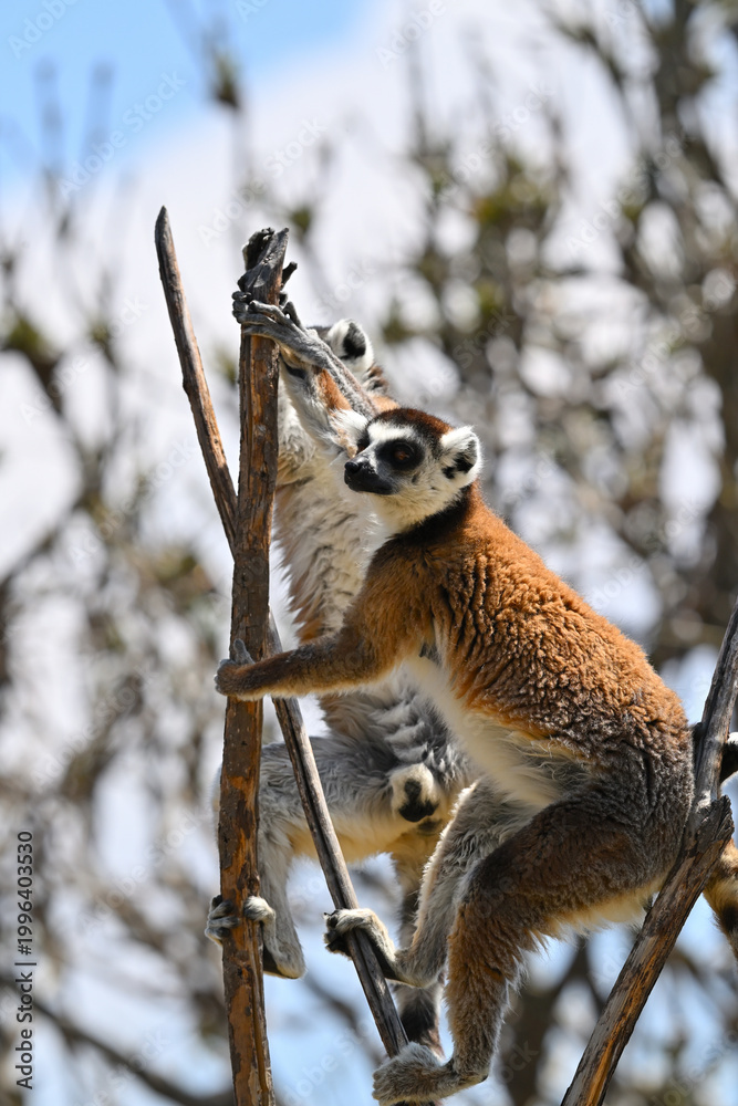 Naklejka premium Lemur catta balancing on a log. Detail of the texture of its fur