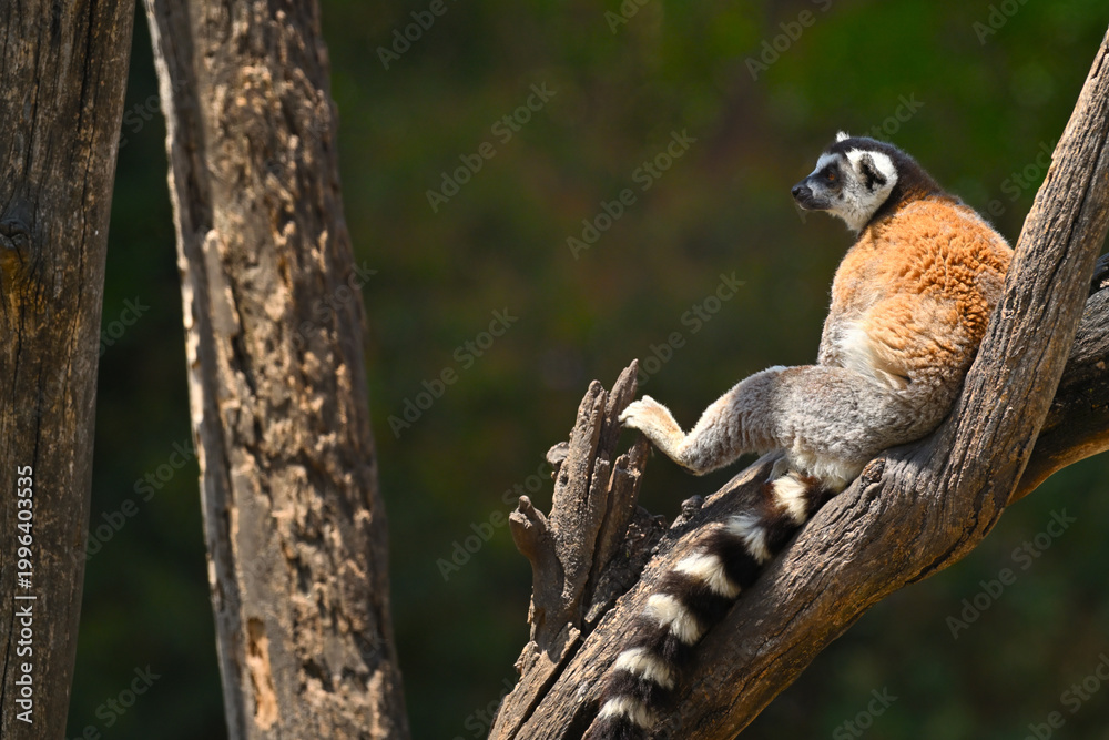 Naklejka premium Lemur catta. Madagascar endemic species in arboreal habitat