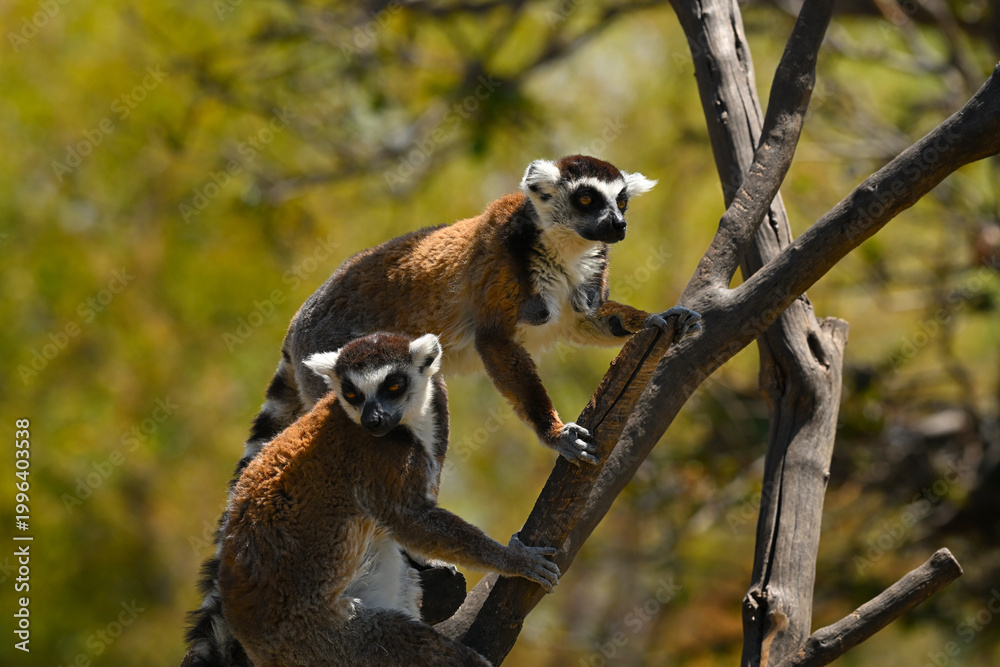 Naklejka premium Lemurs climbing a tree trunk in the sunlight. Wildlife