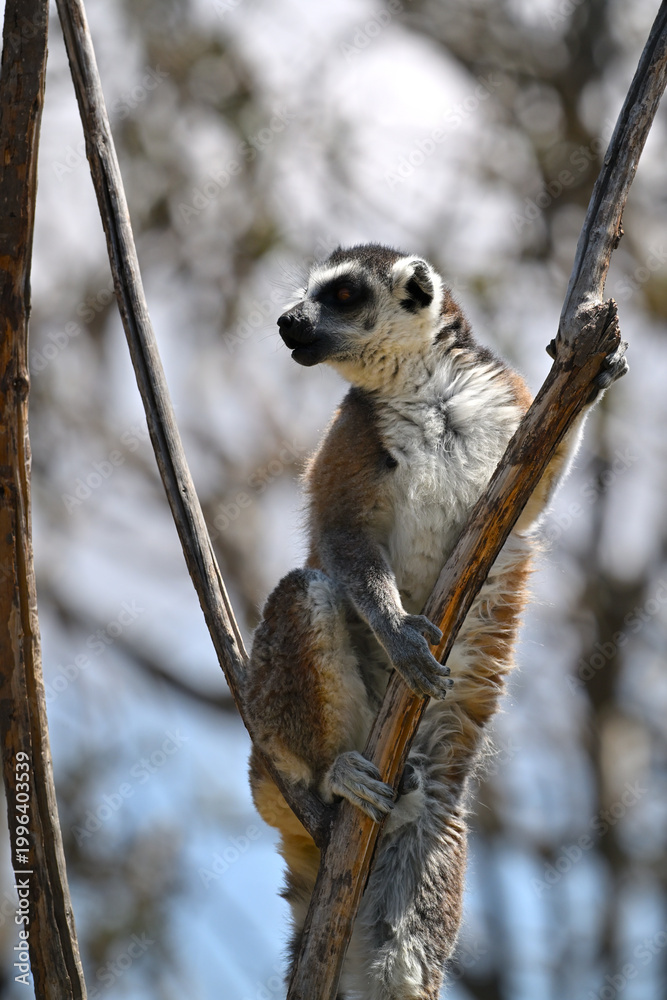 Naklejka premium Male ring-tailed lemur exploring from the heights