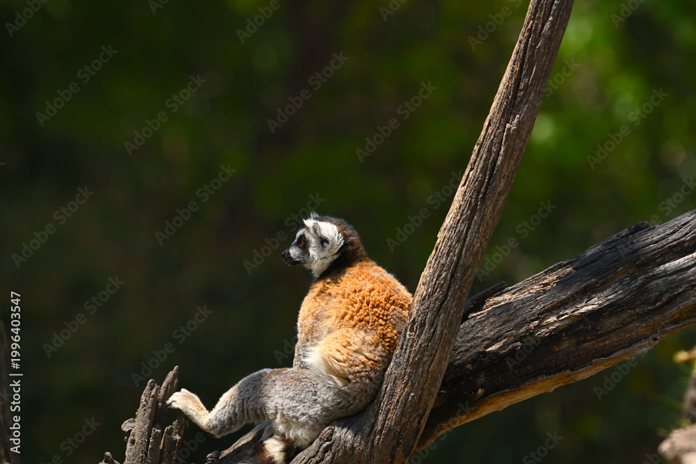 Naklejka premium Portrait of a ring-tailed lemur in a relaxed posture and in profile to the camera, peacefully looking at its surroundings