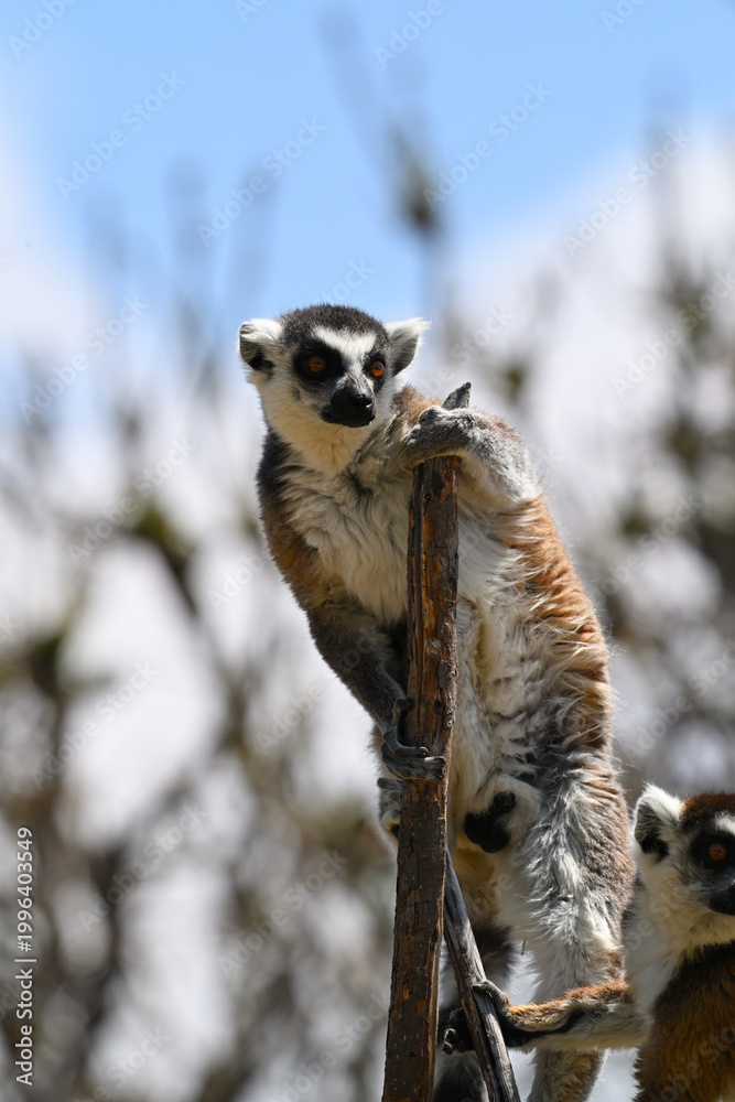 Fototapeta premium Portrait of a male ring-tailed lemur exploring the tree canopy