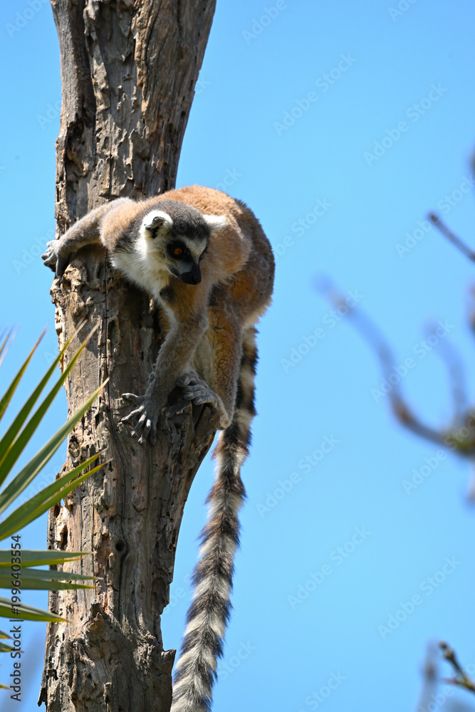 Fototapeta premium Ring-tailed lemur climbing a tree trunk under a clear blue sky