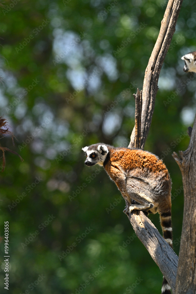 Fototapeta premium Ring-tailed lemur showing alert behavior in its natural environment