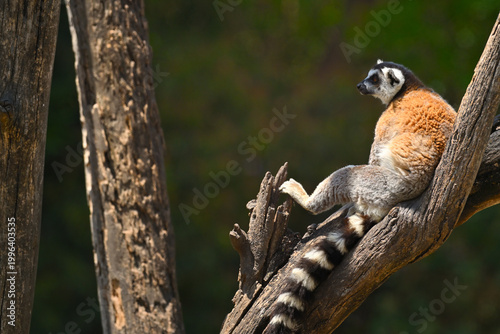 Photos Lemur catta. Madagascar endemic species in arboreal habitat