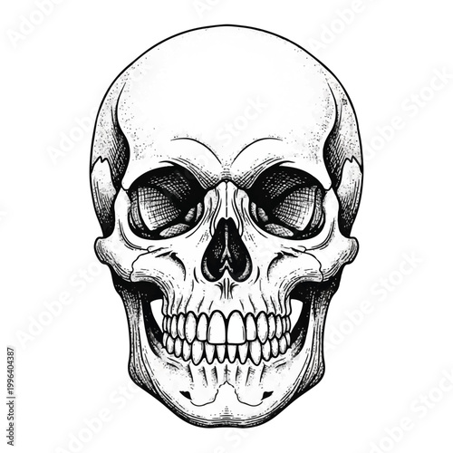 Human Skull Illustration in Black.