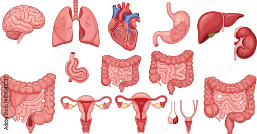 Human internal organs vector illustration set with brain, lungs, heart, stomach, liver, kidneys and digestive system anatomy collection