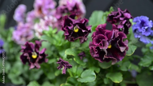 Close up of Japanese Pansies Growing Outside