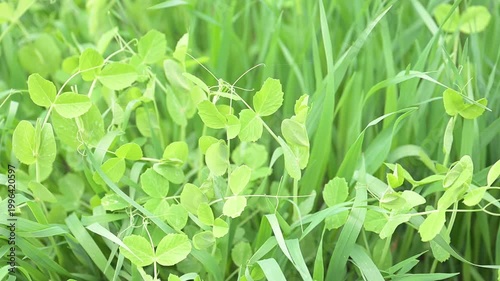 Peas and Oats Mix Cover Crop Growing in Garden Bed