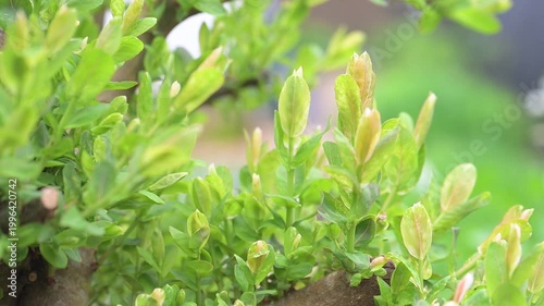 Close up of Dappled Willow Tree Growing New Branches After Being Hard Pruned