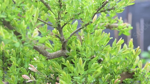 Close up of Dappled Willow Tree Growing New Branches After Being Hard Pruned