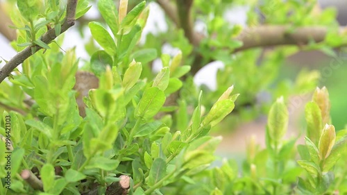 Close up of Dappled Willow Tree Growing New Branches After Being Hard Pruned