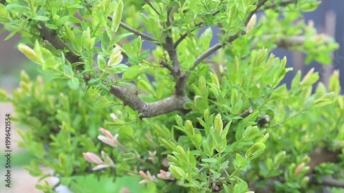 Close up of Dappled Willow Tree Growing New Branches After Being Hard Pruned