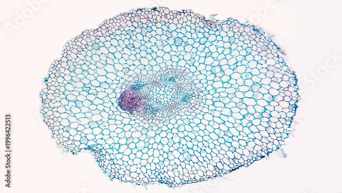 Bild auf Leinwand A cross-section of Helianthus root reveal new root branch
