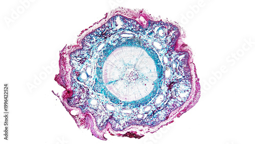 Obraz na płótnie Pine stem histology section under the microscope
