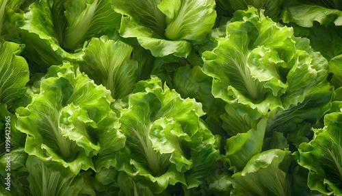 Plakat lettuce vegetable leaves close up background