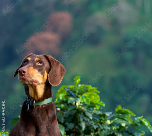 Photos Portrait of a green eyes doberman looking up with a coffee bush and a green blurry background