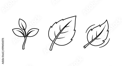 Three simple black line drawings of leaves on a white background in a minimalist style.