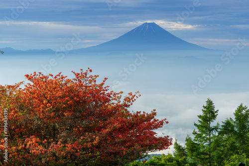 Mount Fuji and vibrant Japanese azaleas (Renge Tsutsuji) blooming in early summer from Mount Amari, Yamanashi, Japan.