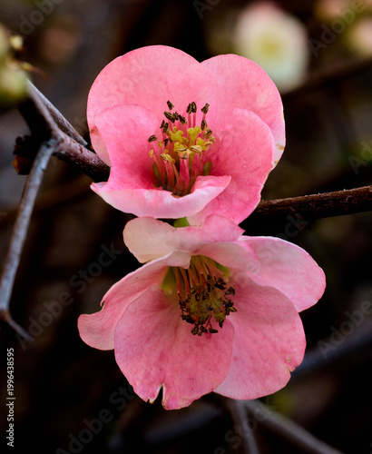 Flowering quince 
