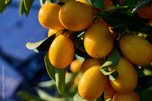 Citrus fruit tree
