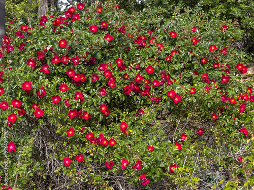 Red flower hedge