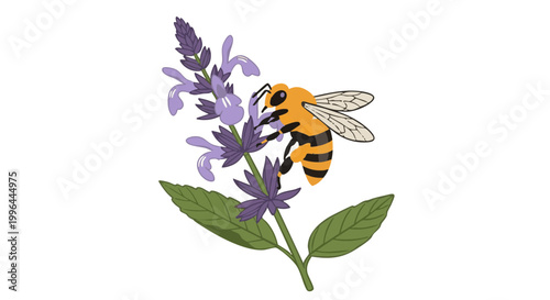 Bee collecting nectar from purple salvia flower on black background